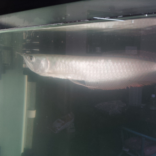 もらってください！