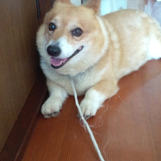早急に里親探してます！