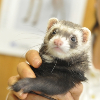 フェレットの里親募集