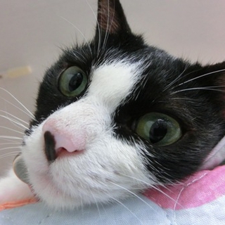飼いやすい！人懐っこいはちわれボブテイル。