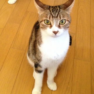 ❤里親募集中・その１❤