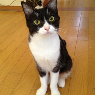 ❤里親募集中・その２❤
