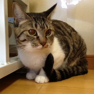 ❤里親募集中・その３❤