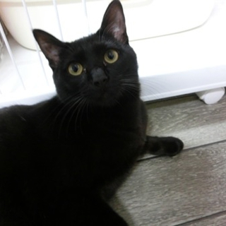 超お人よし！ツヤツヤ黒猫