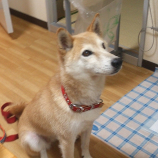 里親さんからも離れなくてはいけない子緊急で家族募集