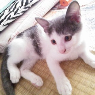 ＊ミックス子猫ちゃん兄弟２匹＊