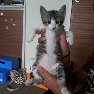 子猫 一ヶ月
