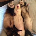 仲良しフェレ！♂１♀２