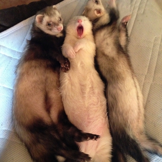 仲良しフェレ！♂１♀２