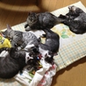 元気な５兄弟・ちょび（仮名） サムネイル5