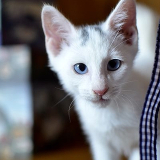 子猫　アラジン　青い目白猫　里親募集～