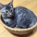 元気な５兄弟・しま（仮名）