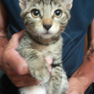 可愛いキジ猫・元気な男の子　家族募集中