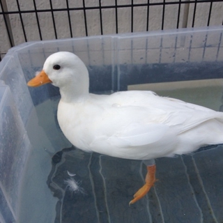 コールダック３羽