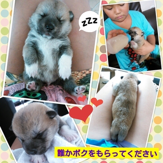 かわいいmix犬♂生後三週間(*´∀｀*)