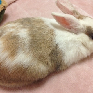 ウサギの里親募集します。