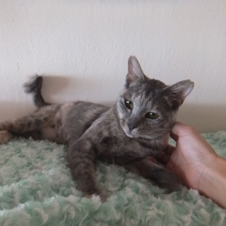 ？？グレーのさび猫？？