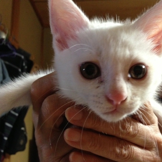 元気で甘えん坊な白猫ちゃん！ママを大募集です！