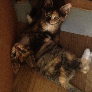 ★三毛トラ＆サビ猫（障害あり）姉妹★