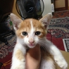 人懐こくお利口なねこです！ サムネイル2
