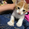 人懐こくお利口なねこです！ サムネイル3