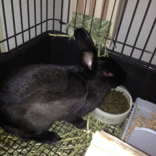 ミニウサギ　♀　１歳