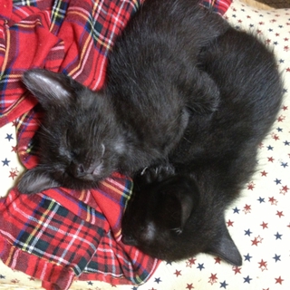 生後一ヶ月の黒猫兄弟です！