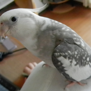 つぶらな瞳のオカメインコちゃんです。
