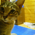 キジトラ成猫・雌　とてもなつっこく穏やかな性格です
