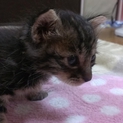 可愛いキジ猫兄弟です。