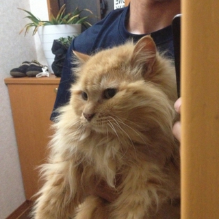 老猫里親募集