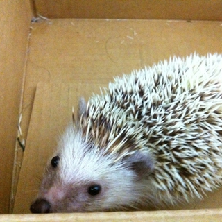 ハリネズミもらってください