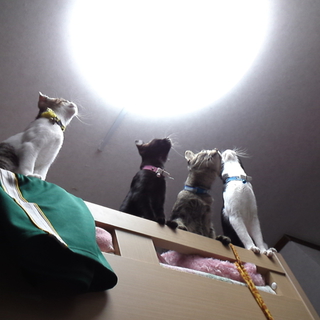 4匹のメス猫ちゃん