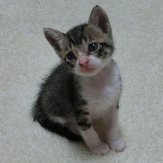 三重県＊こねこ♂の里親募集