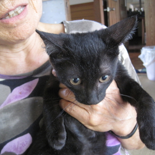 子猫をもらってください