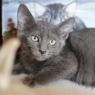 子猫　拓哉くん　グレーのイケにゃん里親募集