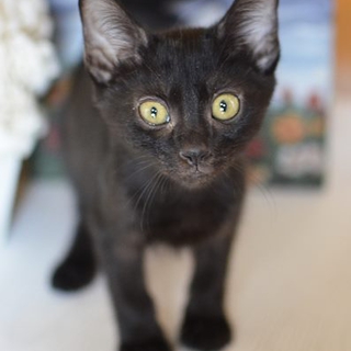 子猫のしんごくん里親募集