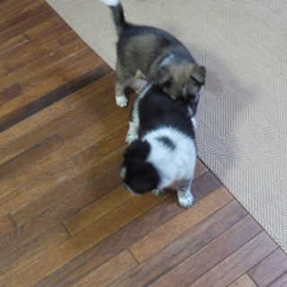 子犬お願いします