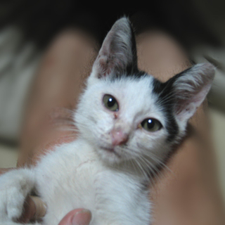 ☆エンジンルームから救出された子猫☆