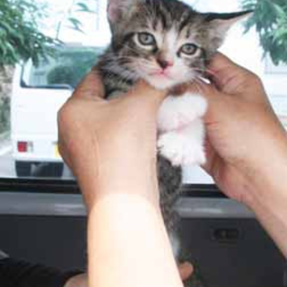 ４匹の子猫