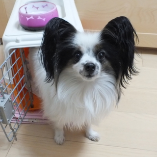 かわいいパピヨン里親募集