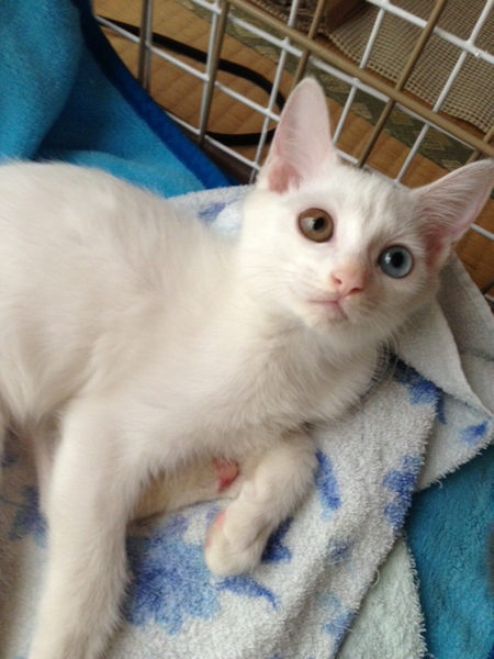 元気なかわいい白い子猫 埼玉県 猫の里親募集 695 ペットのおうち 月間利用者150万人