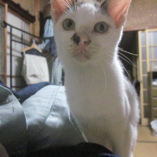 子猫の里親募集　その４