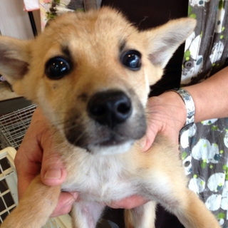 保護犬1