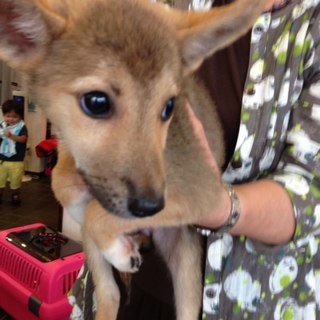 保護犬2