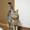 優しい性格の良い子です。 サムネイル5