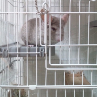 チンチラ シナモン