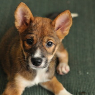 子犬のベティーちゃん