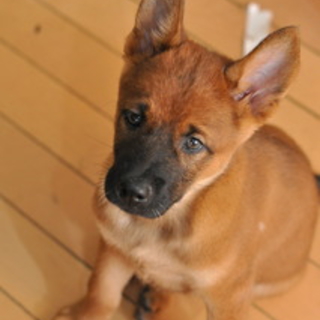 子犬のジェイ☆