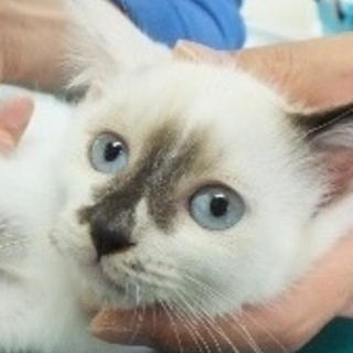 シャムっぽい子猫☆ズッキーニくん